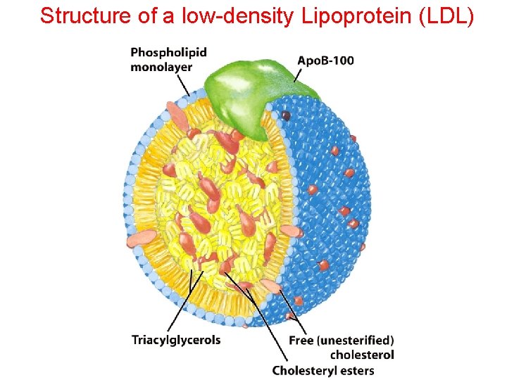 Structure of a low-density Lipoprotein (LDL) 