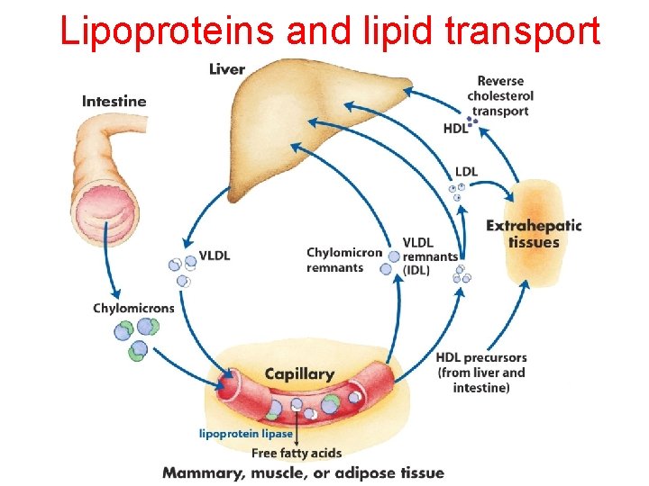 Lipoproteins and lipid transport 