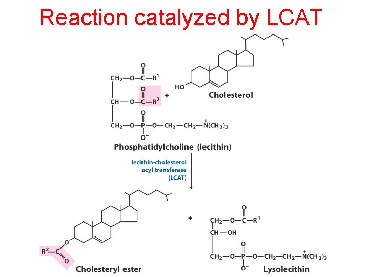 Reaction catalyzed by LCAT 