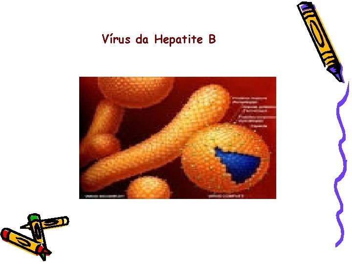 Vírus da Hepatite B 