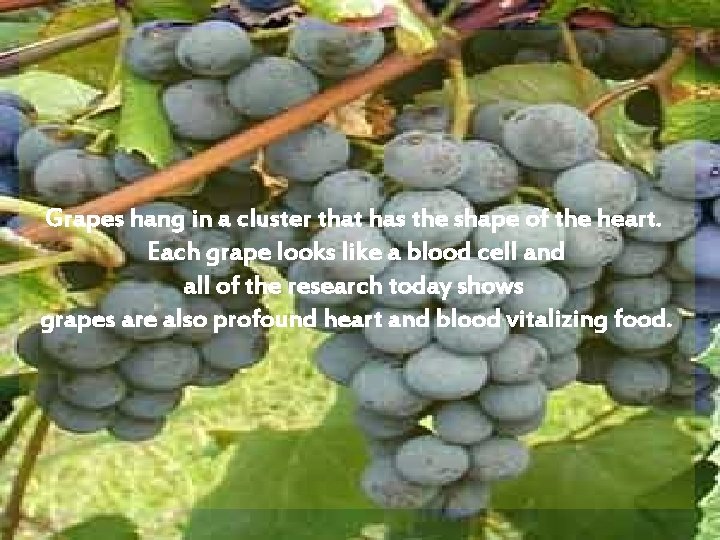 Grapes hang in a cluster that has the shape of the heart. Each grape