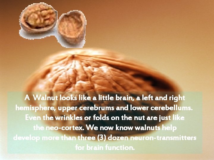 A Walnut looks like a little brain, a left and right hemisphere, upper cerebrums