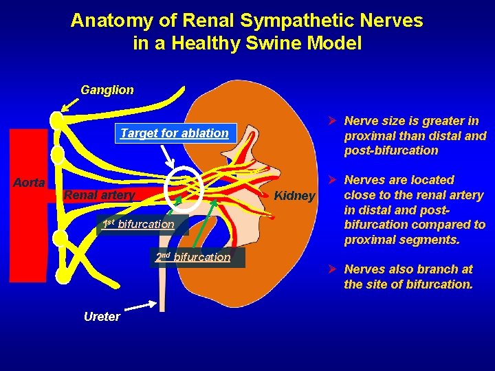 Anatomy of Renal Sympathetic Nerves in a Healthy Swine Model Ganglion Ø Nerve size