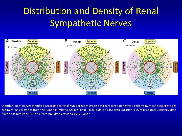 Distribution and Density of Renal Sympathetic Nerves Distribution of nerves stratified according to total