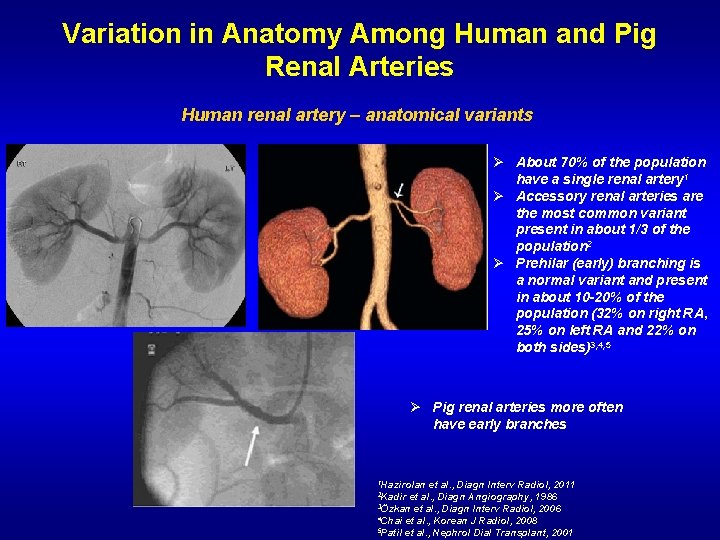 Variation in Anatomy Among Human and Pig Renal Arteries Human renal artery – anatomical