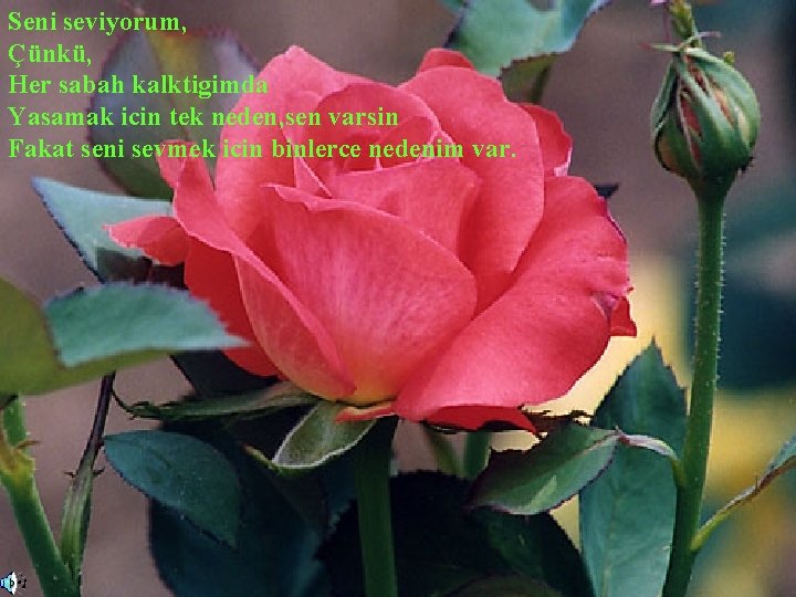 Seni seviyorum, Çünkü, Her sabah kalktigimda Yasamak icin tek neden, sen varsin Fakat seni