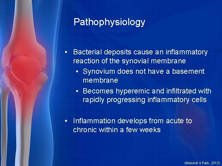 Pathophysiology • Bacterial deposits cause an inflammatory reaction of the synovial membrane • Synovium