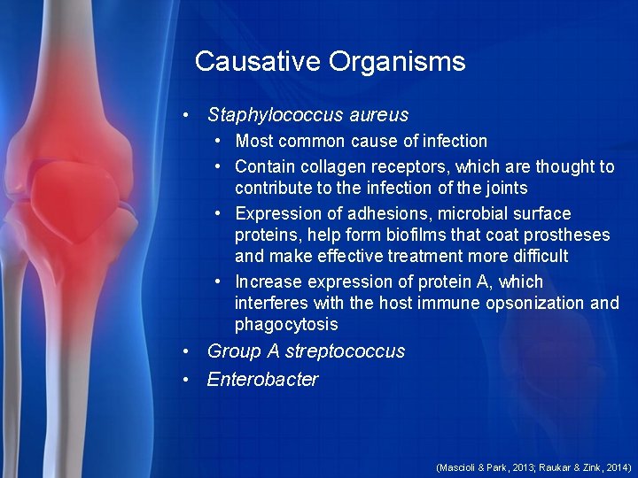 Causative Organisms • Staphylococcus aureus • Most common cause of infection • Contain collagen