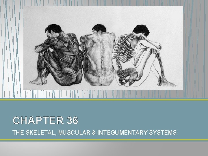 CHAPTER 36 THE SKELETAL, MUSCULAR & INTEGUMENTARY SYSTEMS 