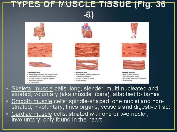 TYPES OF MUSCLE TISSUE (Fig. 36 -6) • Skeletal muscle cells: long, slender, multi-nucleated