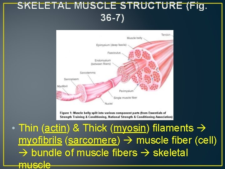 SKELETAL MUSCLE STRUCTURE (Fig. 36 -7) • Thin (actin) & Thick (myosin) filaments myofibrils