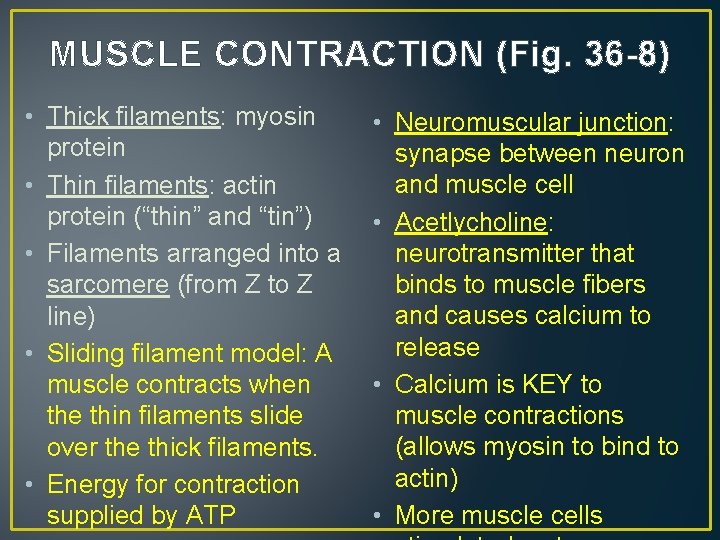 MUSCLE CONTRACTION (Fig. 36 -8) • Thick filaments: myosin protein • Thin filaments: actin