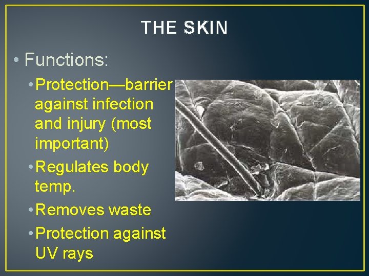 THE SKIN • Functions: • Protection—barrier against infection and injury (most important) • Regulates