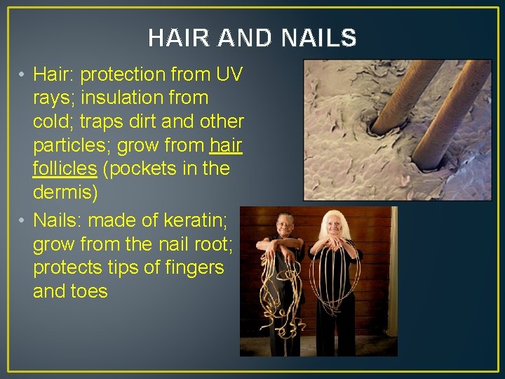 HAIR AND NAILS • Hair: protection from UV rays; insulation from cold; traps dirt