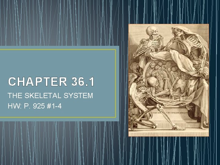CHAPTER 36. 1 THE SKELETAL SYSTEM HW: P. 925 #1 -4 