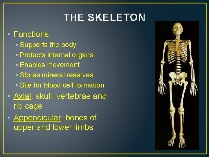 THE SKELETON • Functions: • Supports the body • Protects internal organs • Enables
