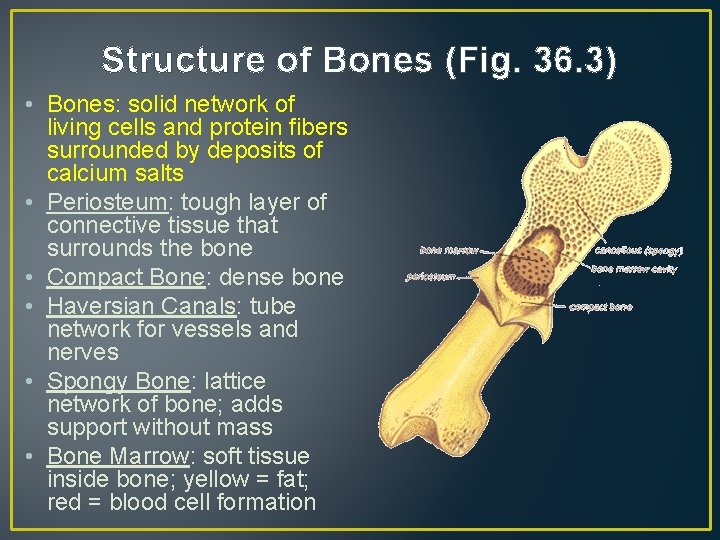 Structure of Bones (Fig. 36. 3) • Bones: solid network of living cells and