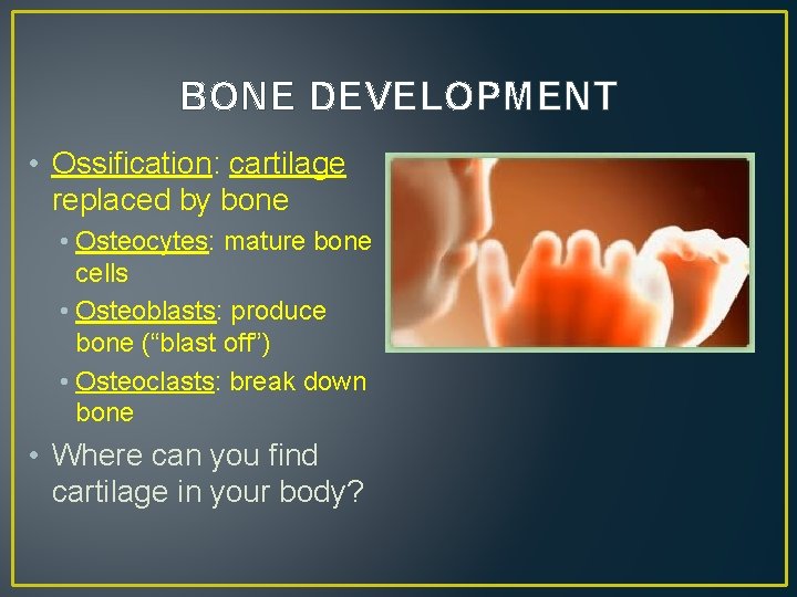 BONE DEVELOPMENT • Ossification: cartilage replaced by bone • Osteocytes: mature bone cells •