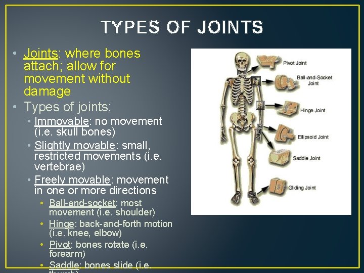 TYPES OF JOINTS • Joints: where bones attach; allow for movement without damage •