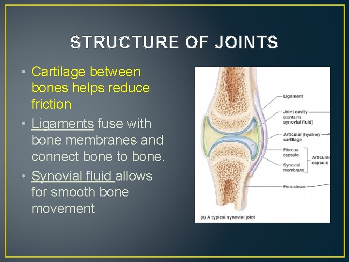STRUCTURE OF JOINTS • Cartilage between bones helps reduce friction • Ligaments fuse with