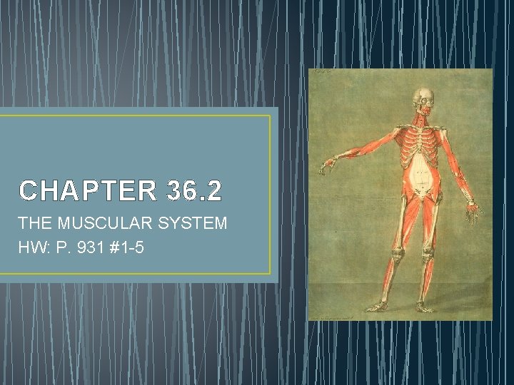 CHAPTER 36. 2 THE MUSCULAR SYSTEM HW: P. 931 #1 -5 