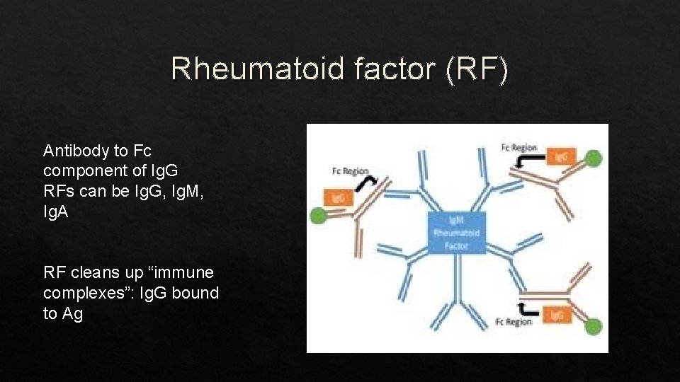 Rheumatoid factor (RF) Antibody to Fc component of Ig. G RFs can be Ig.