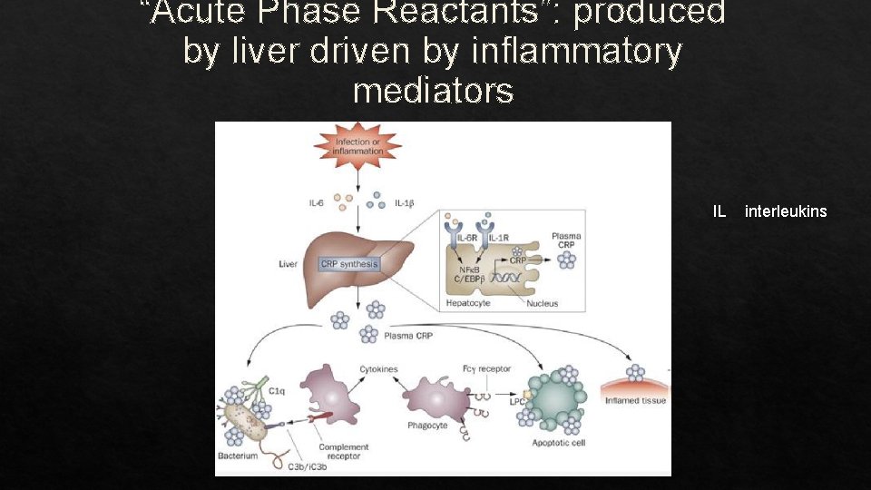 “Acute Phase Reactants”: produced by liver driven by inflammatory mediators IL interleukins 