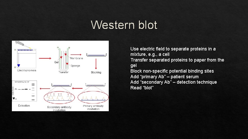 Western blot Use electric field to separate proteins in a mixture, e. g. ,