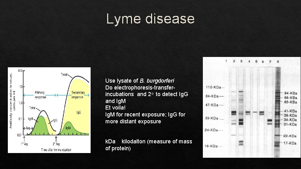 Lyme disease Use lysate of B. burgdorferi Do electrophoresis-transferincubations and 2 to detect Ig.
