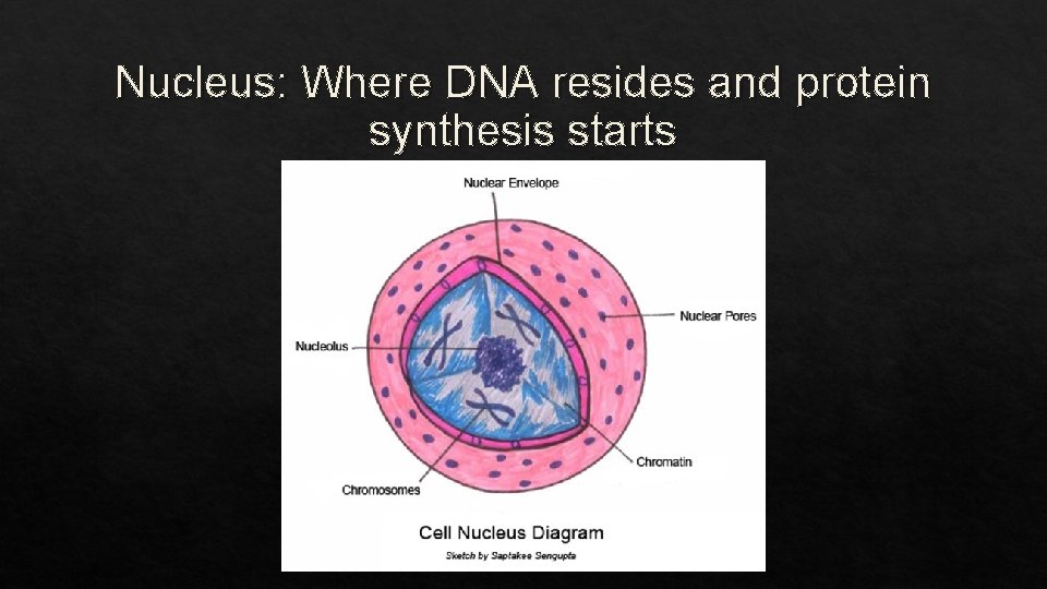 Nucleus: Where DNA resides and protein synthesis starts 