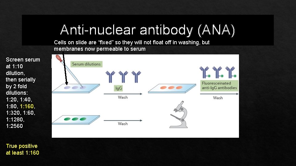 Anti-nuclear antibody (ANA) Cells on slide are “fixed” so they will not float off