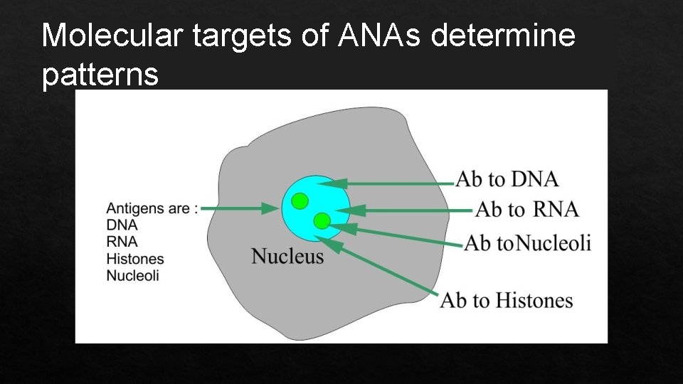Molecular targets of ANAs determine patterns 
