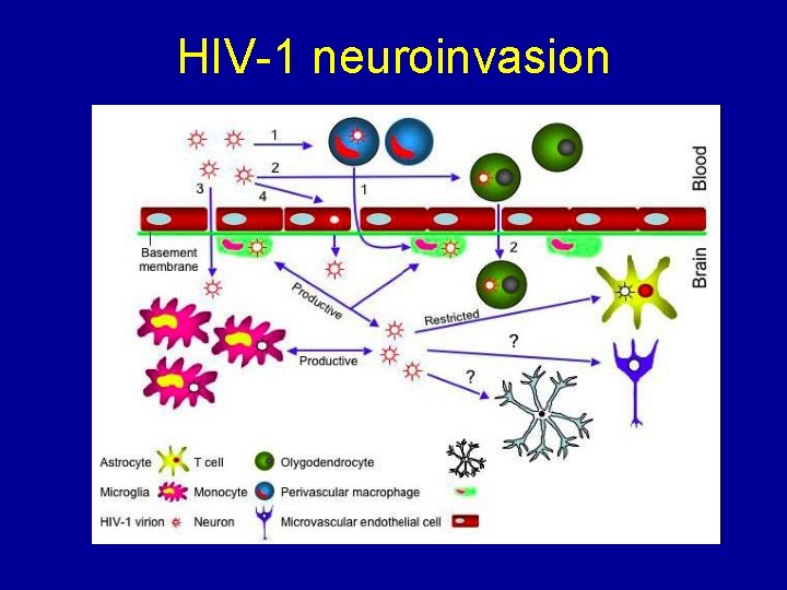 HIV-1 neuroinvasion 