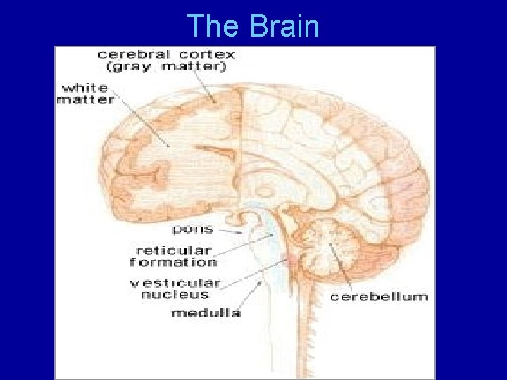 The Brain 