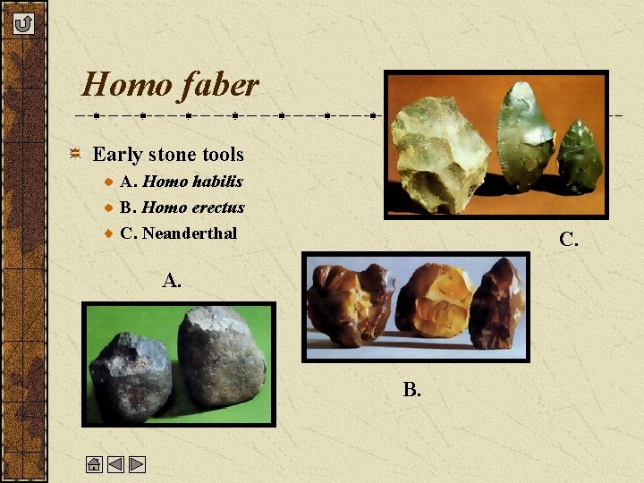 Homo faber Early stone tools A. Homo habilis B. Homo erectus C. Neanderthal C.