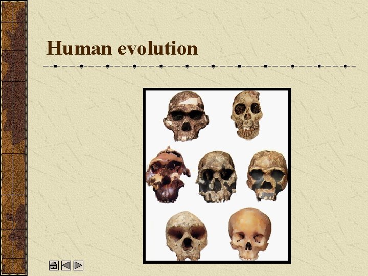 Human evolution 