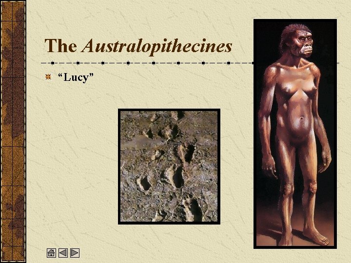 The Australopithecines “Lucy” 