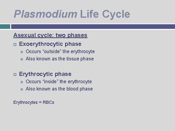 Plasmodium Life Cycle Asexual cycle: two phases Exoerythrocytic phase Occurs “outside” the erythrocyte Also
