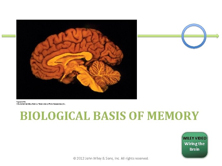 BIOLOGICAL BASIS OF MEMORY WILEY VIDEO Wiring the Brain © 2012 John Wiley &