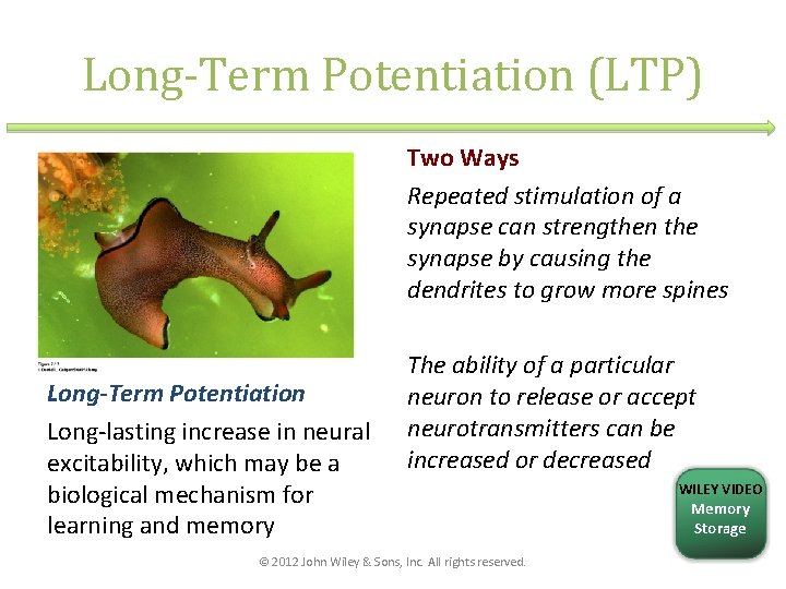 Long-Term Potentiation (LTP) Two Ways Repeated stimulation of a synapse can strengthen the synapse