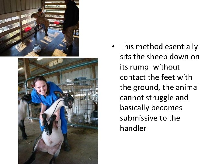 • This method esentially sits the sheep down on its rump: without contact • This method esentially sits the sheep down on its rump: without contact