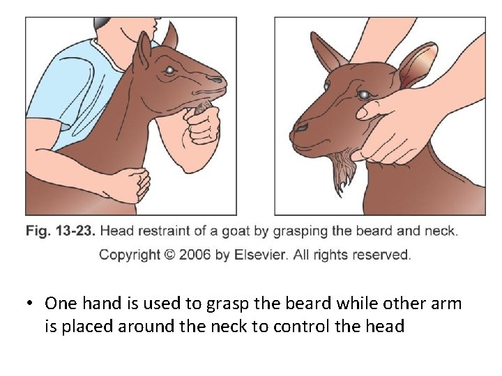 Goat and Sheep Restraint and clinical procedures Chapter