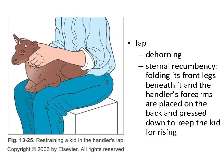 • lap – dehorning – sternal recumbency: folding its front legs beneath it • lap – dehorning – sternal recumbency: folding its front legs beneath it
