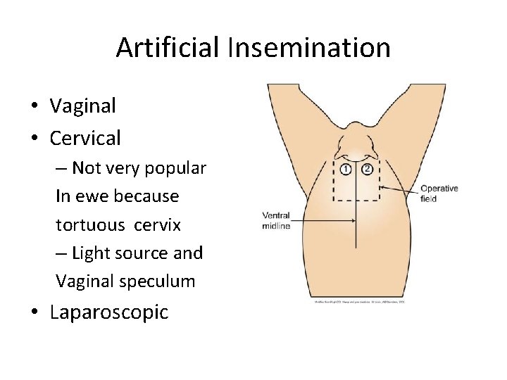 Artificial Insemination • Vaginal • Cervical – Not very popular In ewe because tortuous Artificial Insemination • Vaginal • Cervical – Not very popular In ewe because tortuous