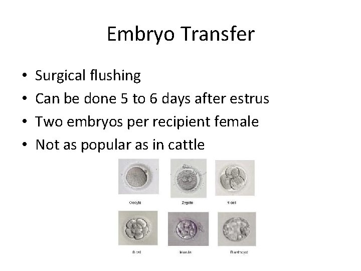 Embryo Transfer • • Surgical flushing Can be done 5 to 6 days after Embryo Transfer • • Surgical flushing Can be done 5 to 6 days after