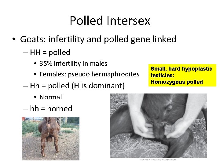 Polled Intersex • Goats: infertility and polled gene linked – HH = polled • Polled Intersex • Goats: infertility and polled gene linked – HH = polled •