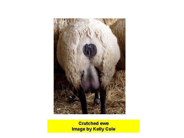 Crutched ewe Image by Kelly Cole Crutched ewe Image by Kelly Cole