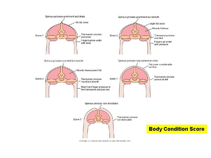 Body Condition Score Body Condition Score