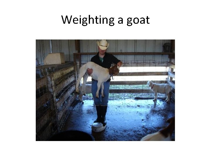 Weighting a goat Weighting a goat