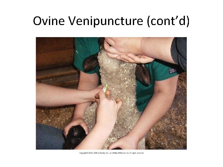 Ovine Venipuncture (cont’d) Ovine Venipuncture (cont’d)